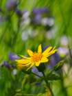 Usa-Washington State. Crystal Mountain-Broadleaf arnica in field Art Print